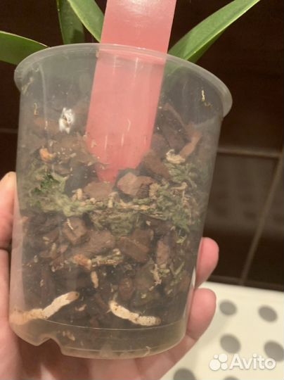 Cattleya Nobilior s/a “Akemi”