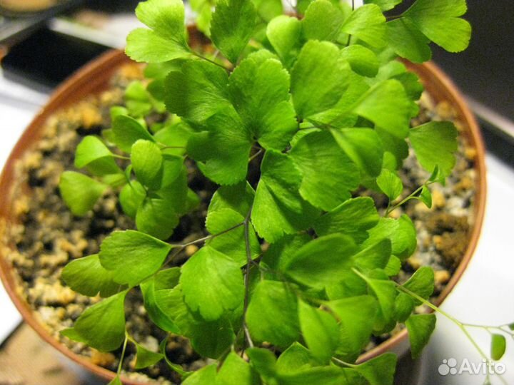 Адиантум, или Венерин волос