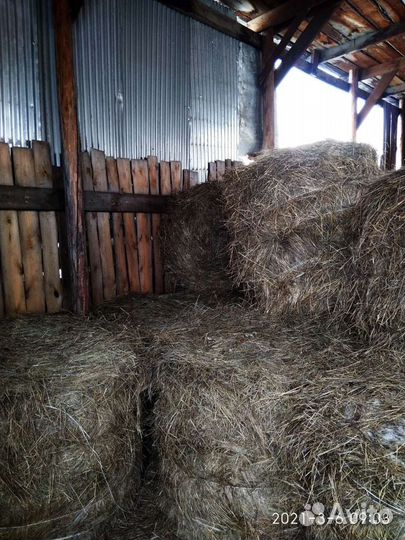 Продам сено в рулонах