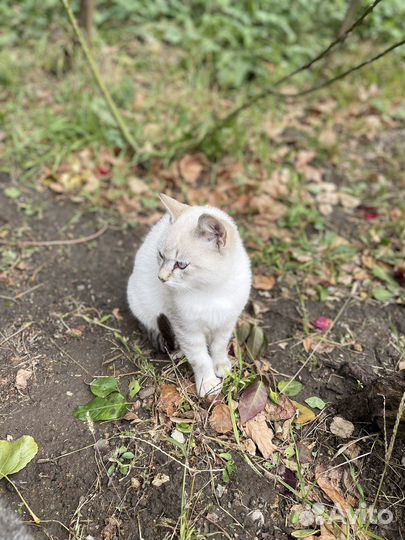 Котенок
