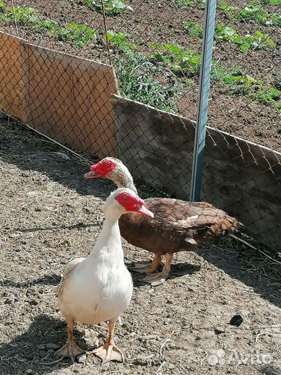 Мускусные утята индоутки