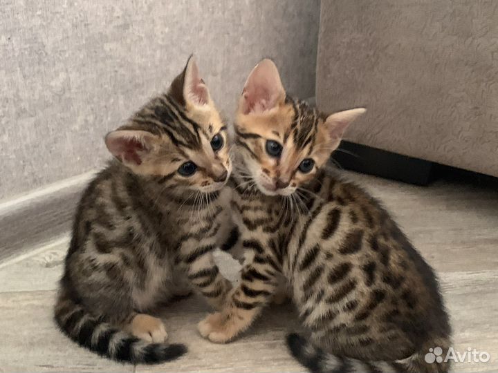 Бенгальские котята