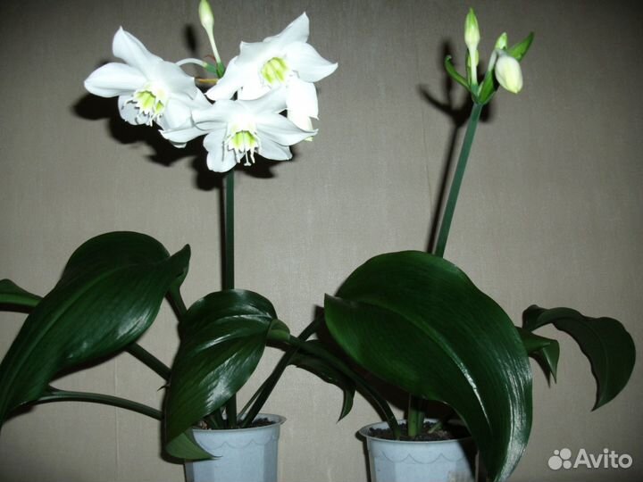 Эухарис (амазонская лилия)