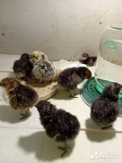 Перепелята