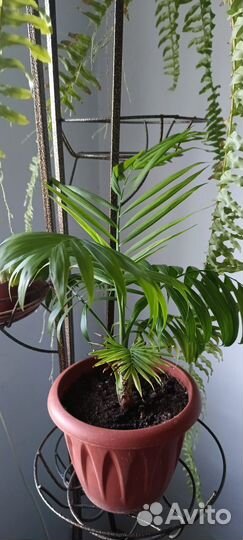 Пальма хамедорея