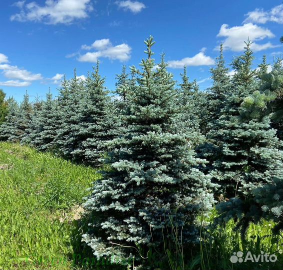 Ель голубая