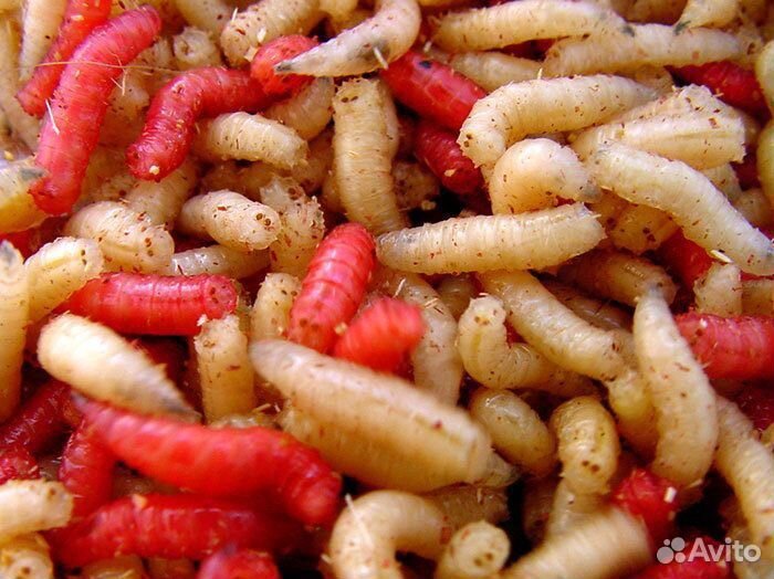 Опарыш, Мотыль, червь, живец