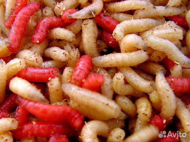 Опарыш, Мотыль, червь, живец