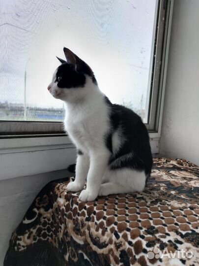 Котёнок мальчик