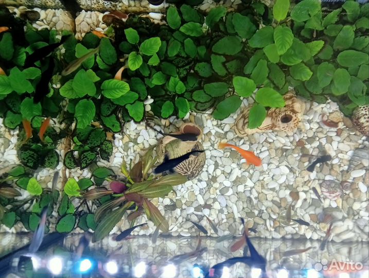 Мальки моллинезий