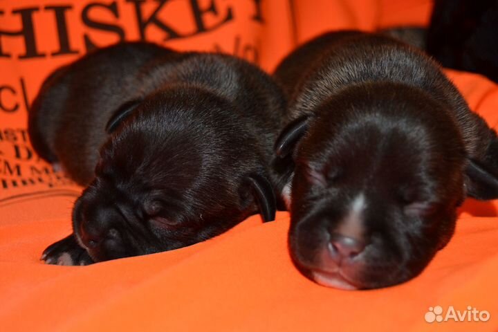 Английский стаффордширский бультерьер