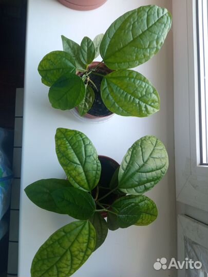 Клеродендрум Томпсон