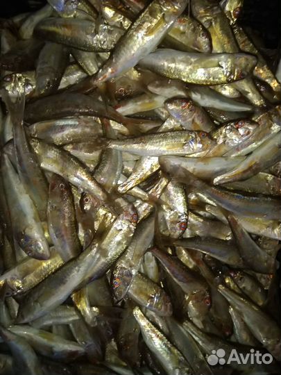 Черноморская барабуля