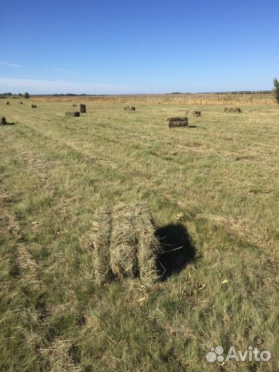 Сено степное разнотравье в кипах