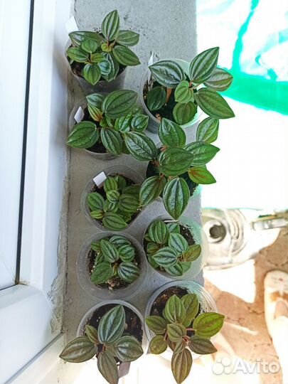 Пеперомия Россо