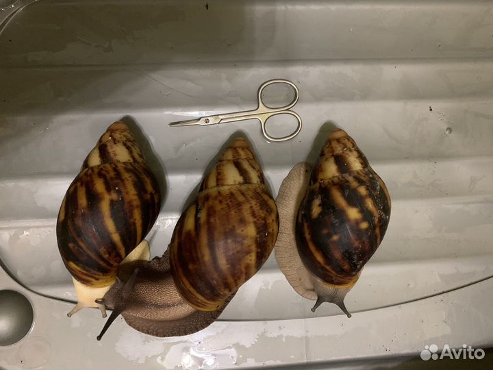 Улитки Архахатина маргината овум