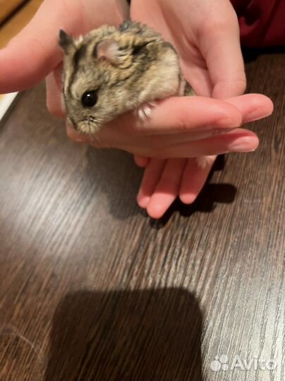 Джунгарский хомяк девочка с вольером