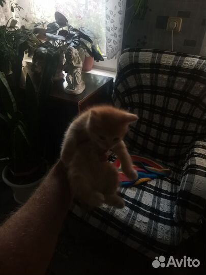 Кошки в добрые руки