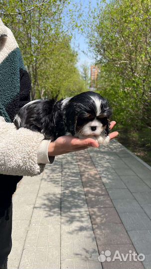 Кавалер кинг чарльз спаниель