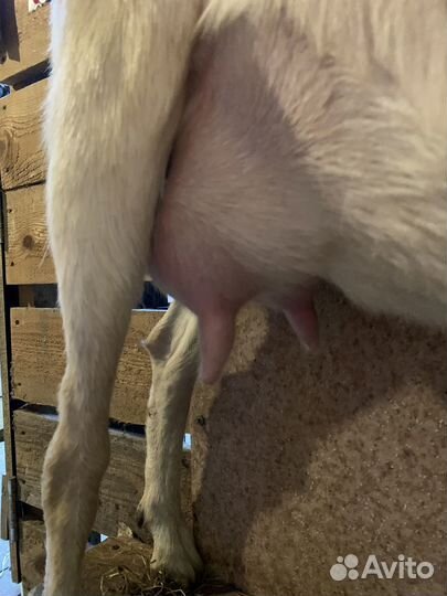 Дойные козы