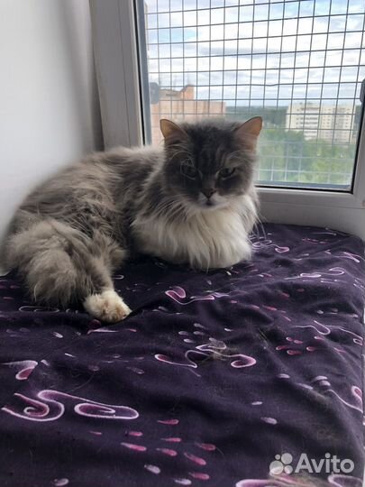 Котик Тиша ищет дом