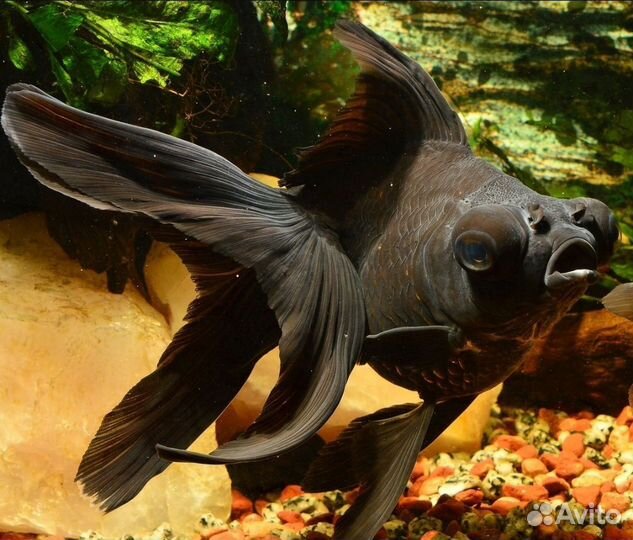 Рыбки Золотые Черный Телескоп и Оранда Бабочка