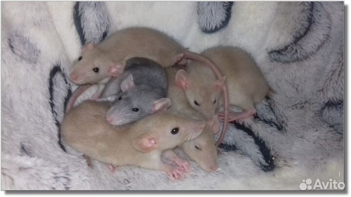 Крысята Дамбо. Крысы рыжего окраса и другие