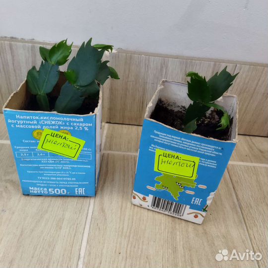 Декабрист шлюмбергера