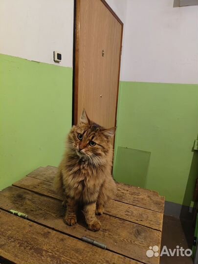 Котики в добрые руки