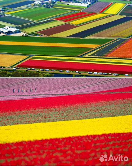 Тюльпаны оптом и в розницу на 8 марта