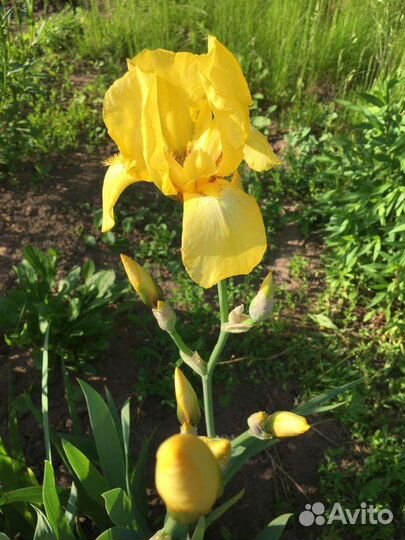 Ирисы бородатые