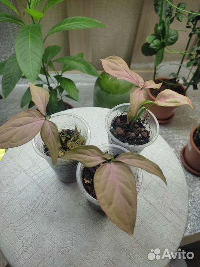 Сингониум регина ред