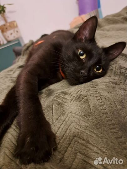 Кошка (Котенок) чёрная, беззубик