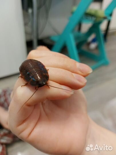 Мадагаскарские тараканы