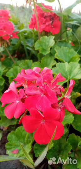 Пеларгония герань