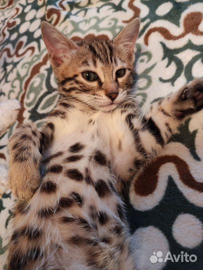Бенгальская кошечка