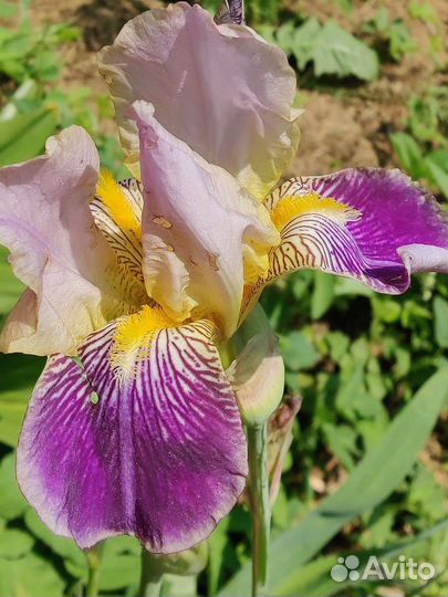 Лилейник, колеус, пион