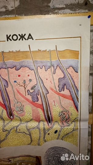 Плакат СССР Анатомия человека. Кожа