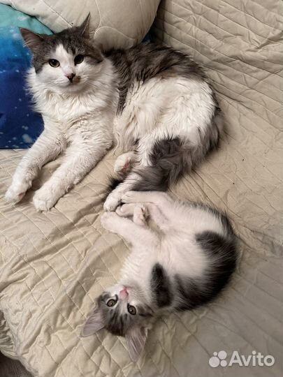 Котенок в добрые руки