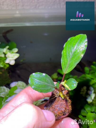 Буцефаландры и анубиасы