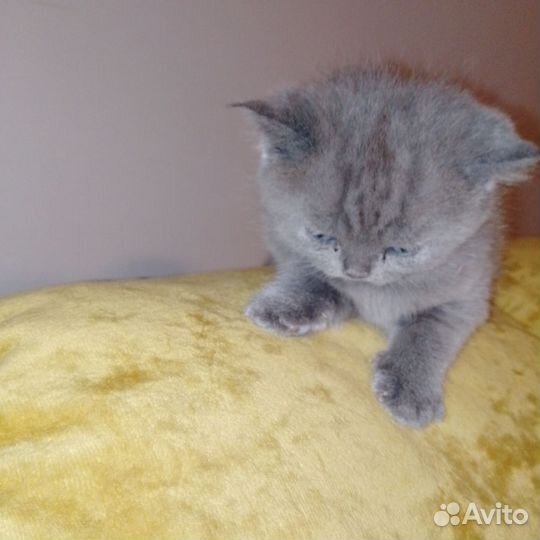 Шотландские котята