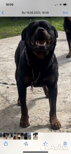 Щенки ротвейлера