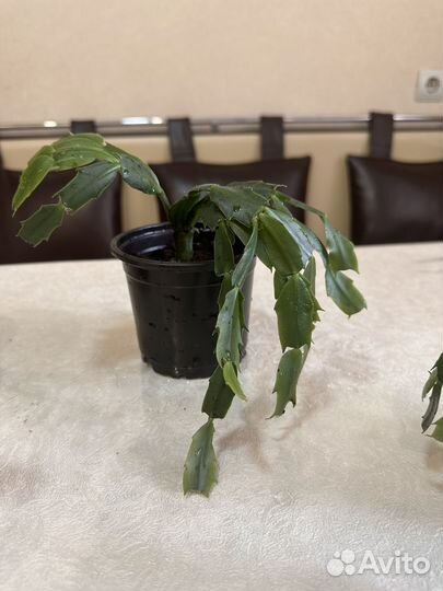 Декабрист шлюмбергера белый