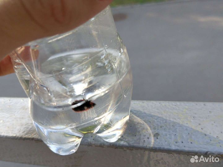 Очень милый жук пожарник выглядит как