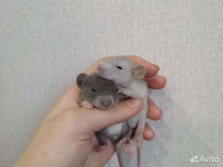 Крыски дамбо крыса кудрявые
