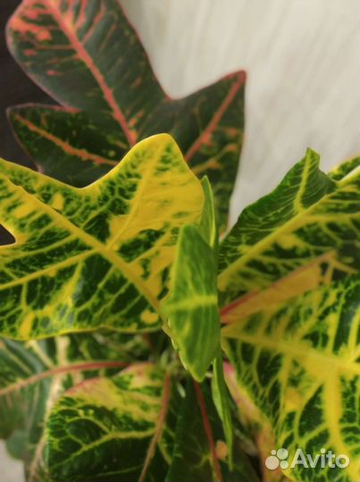 Кодиеум кротон