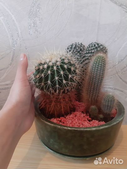 Кактусы большие