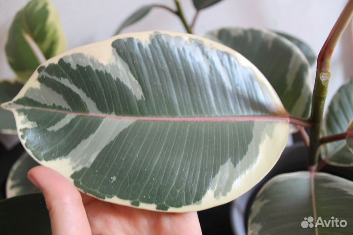 Фикус эластика Тинеке