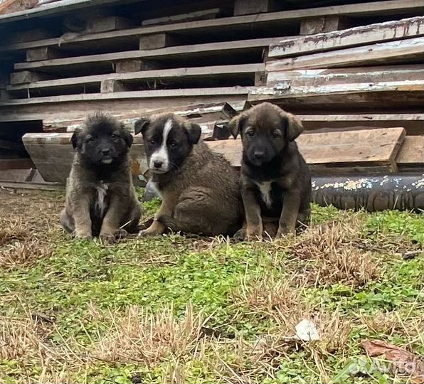 Собаки в добрые руки