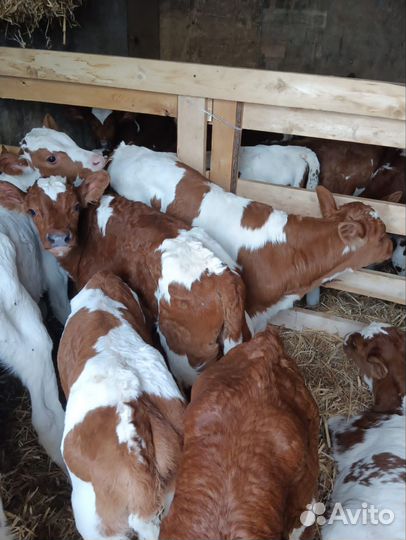 Телята бычки сементалы